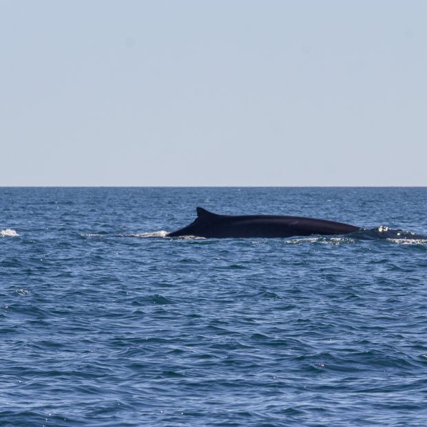 whales-feb21-2017-delmar-8-620x620 Whale watching 2017