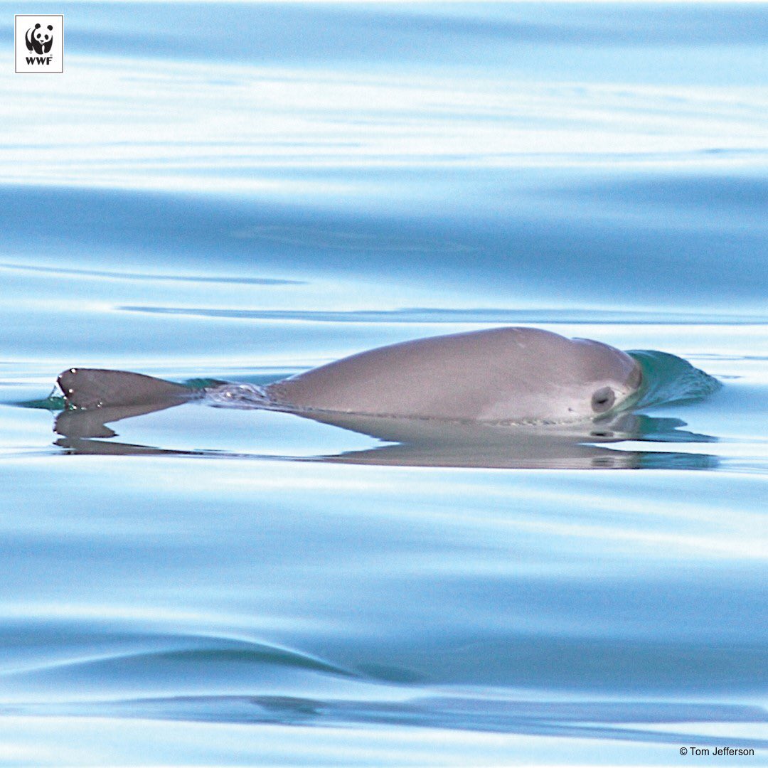 Endangered Vaquita population estimated at only 8 Rocky Point 360