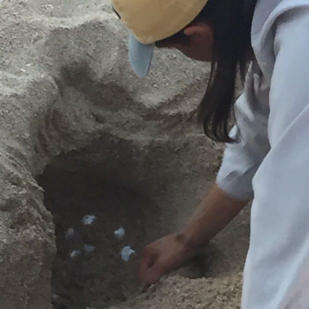 tortuga-aug2017-b-620x620 Turtle eggs along Sandy Beach moved to incubation