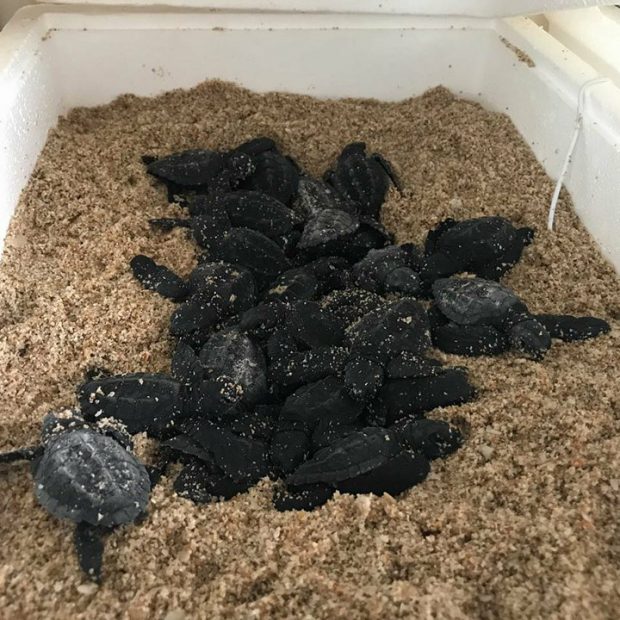 baby-turtles-oct2017-620x620 Turtle hatching season begins!