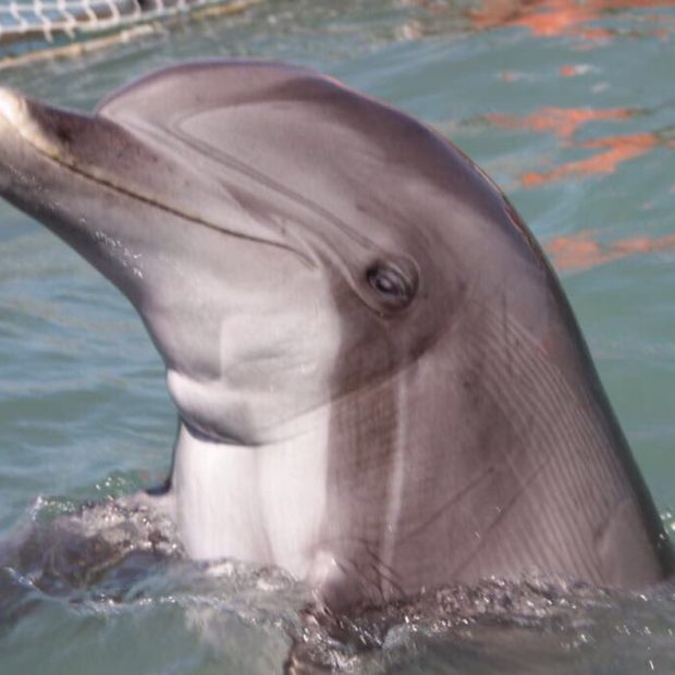 semarnat-vaquita-estacion-10-620x620 Inicia plan de rescate de vaquita marina con apoyo de delfines