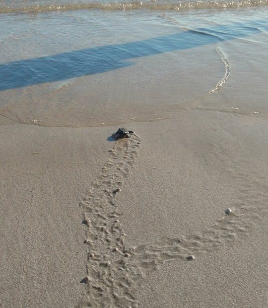 tortugas-14oct2017-sandybeach-9-540x620 Puerto Peñasco had historic sea turtle nesting period in 2017