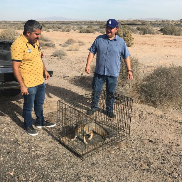fox-december-620x620 Fox found near Sandy Beach returned to desert