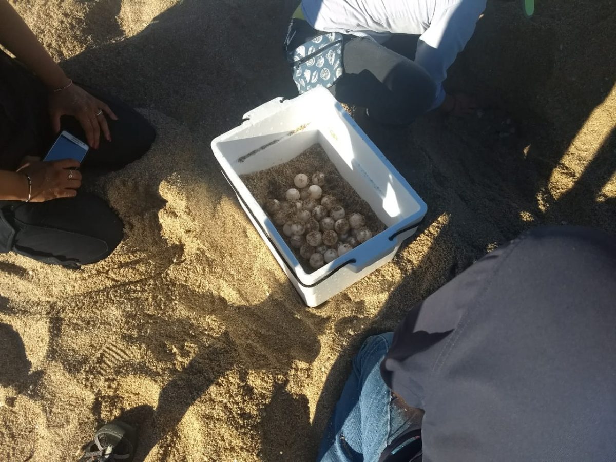 sept-2018-tortugas-2-1200x900 First turtle nest in Puerto Peñasco this season
