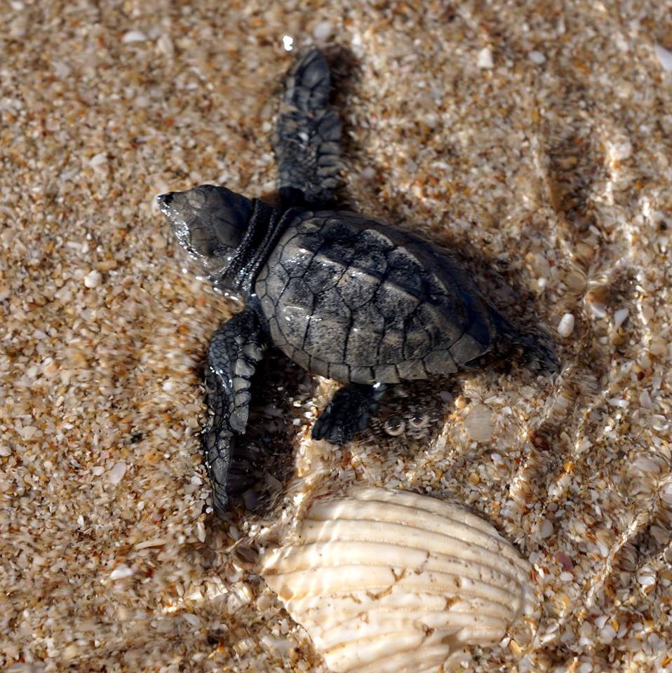 dic-2018-tortugas-T-Ballesteros-3 430 baby turtles released in Puerto Peñasco in 2018