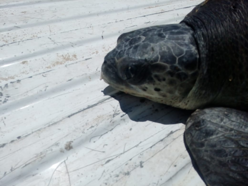 aug-2019-rescate-tortuga-2 Rescatan tortuga marina frente al Malecón