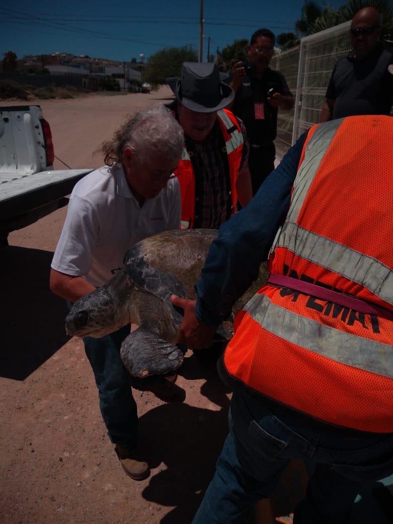 aug-2019-rescate-tortuga-3 Injured turtle rescued near Malecón