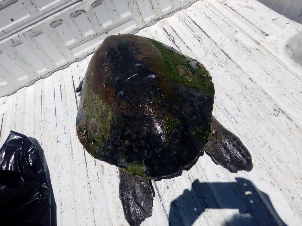 aug-2019-rescate-tortuga-5 Injured turtle rescued near Malecón