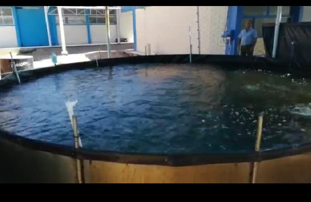 camaron-acuacultura1-2 Experimental shrimp farming project seeks alternatives for Puerto Peñasco