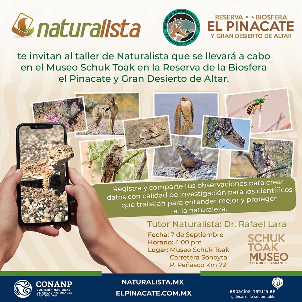 pinacate-7sept-pinacate-taller Naturalist Workshop @ Pinacate Sept. 7