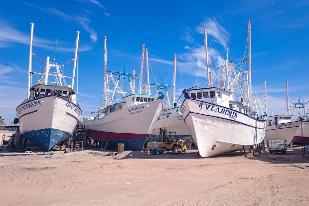 shrimp-boats-rocky-point-620x413 Shrimp boats readying for 2019-2020 season