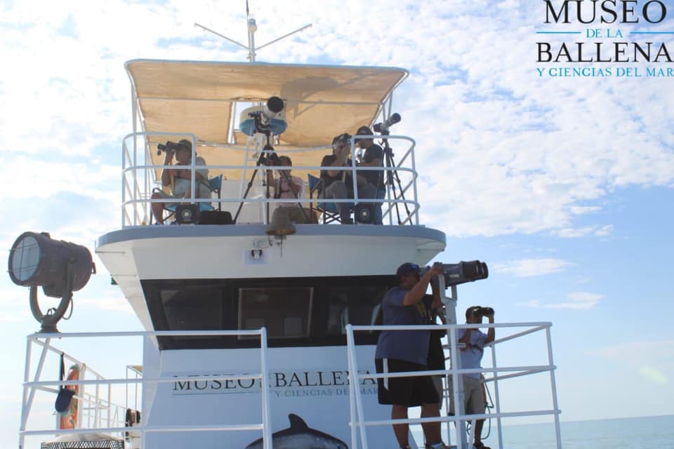 museo-de-la-ballena-ship Endangered Vaquita population estimated at only 8