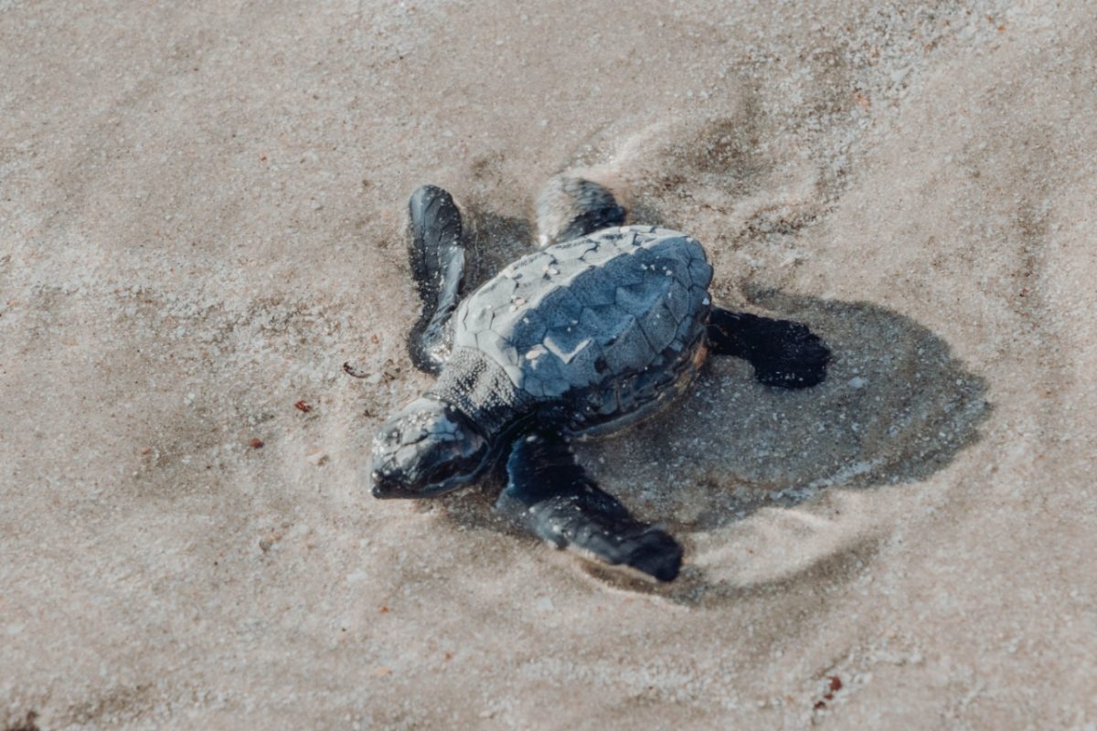 tortugas-turtles-nov-2019-1-1200x800 Preparations for 2022 turtle nesting season