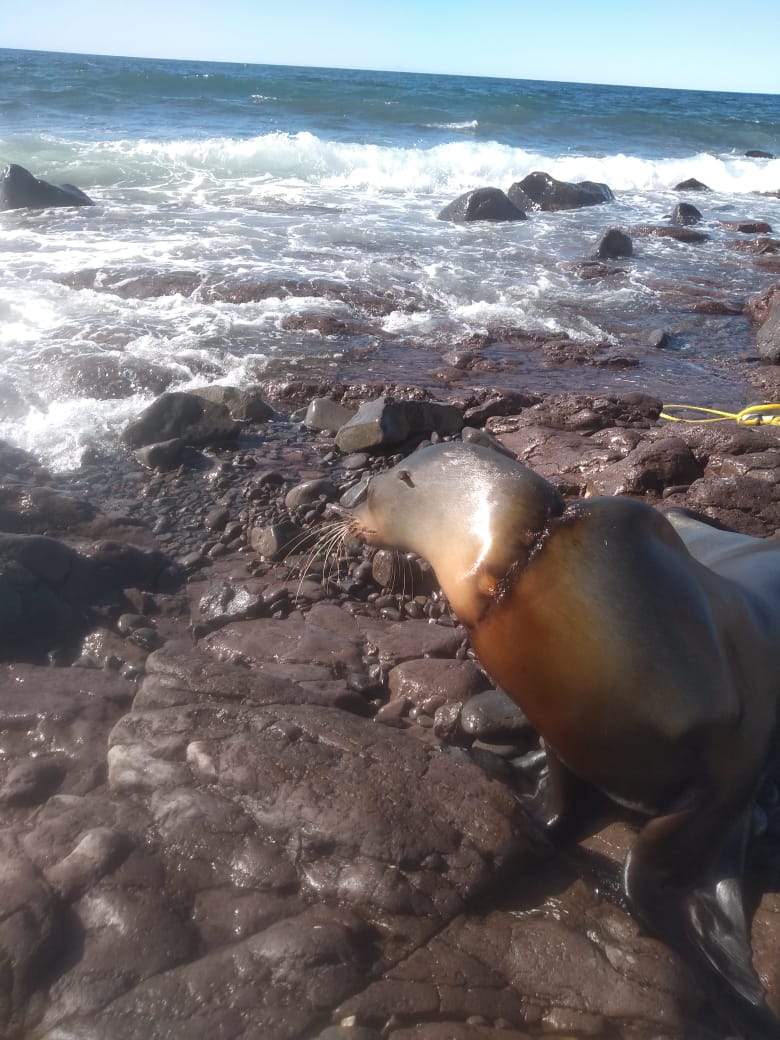 Lobo-marino-2 Entangled sea lion rescued from net near malecón