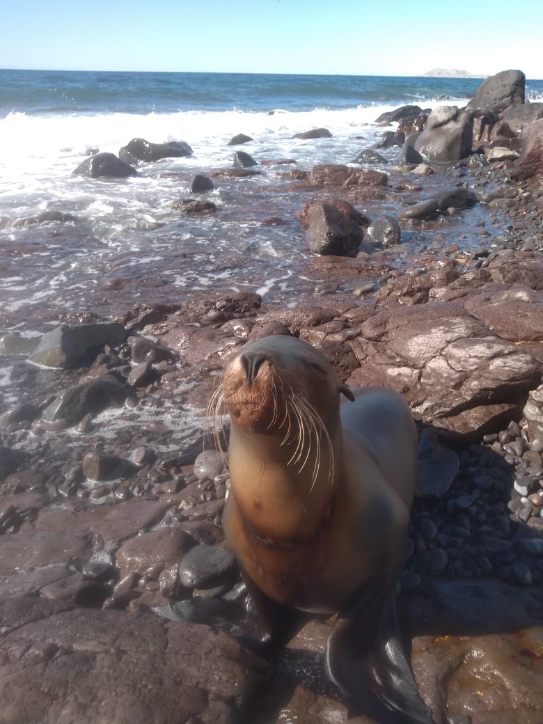 Lobo-marino Entangled sea lion rescued from net near malecón