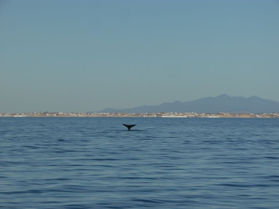 del-mar-whale-watching-tail-2020-1 Fins up! Rocky Point Weekend Rundown!