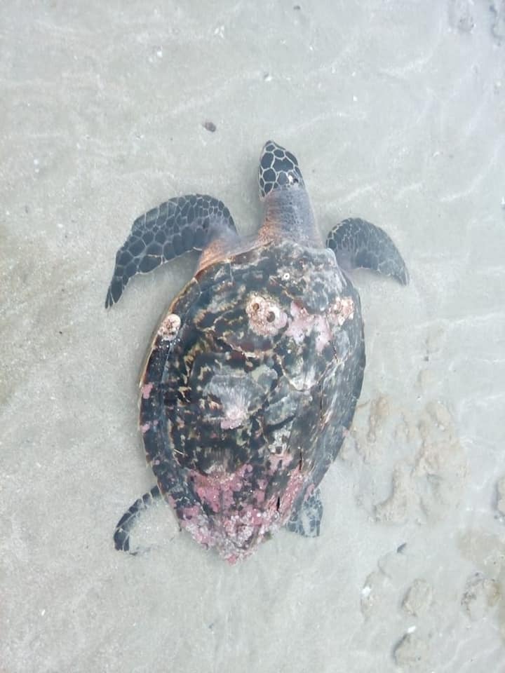 jan-tortuga-carey Young hawksbill sea turtle rescued in Puerto Peñasco