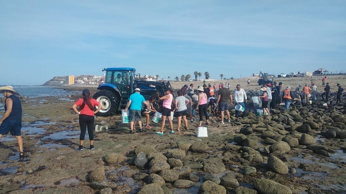 july-7-beached-fin-whale-community-effort-1200x675 Amazing whale rescue in Rocky Point emphasizes community teamwork