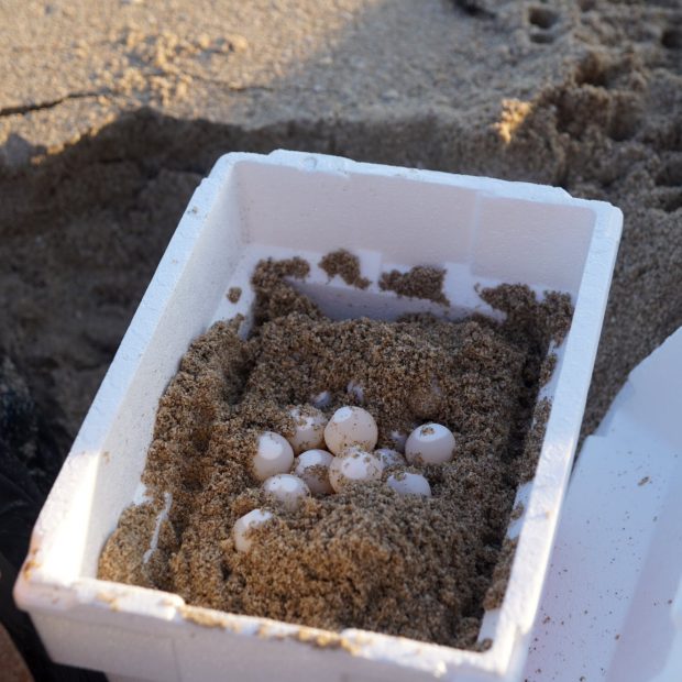 sea-turtle-nest-aug-18-2021-Photo-Tony-Ballesteros-5-620x620 Sea turtle nestings in Rocky Point