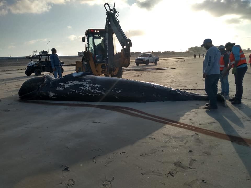 sept-ballenota-2 Whale calf carcass removed from Sandy Beach