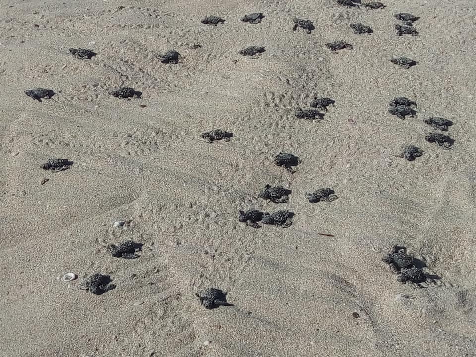 14-oct-turtles-zofemat 2nd baby sea turtle release this year