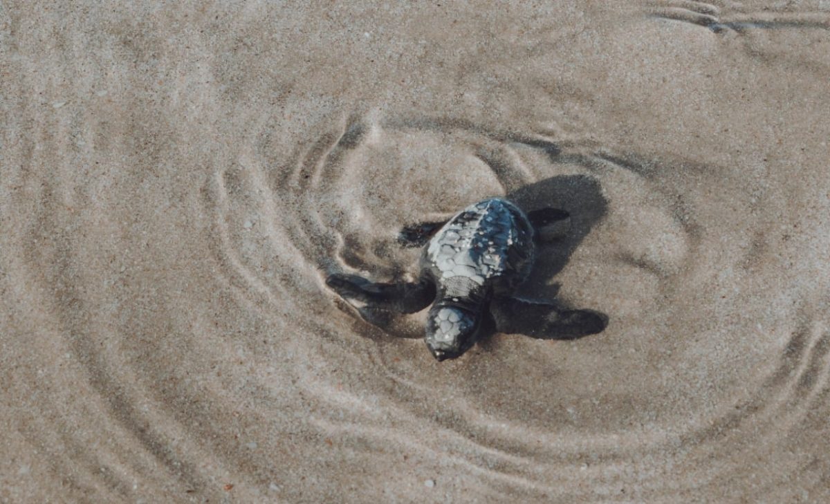 oct-2-2021-baby-sea-turtles-1200x729 First release of baby sea turtles this year