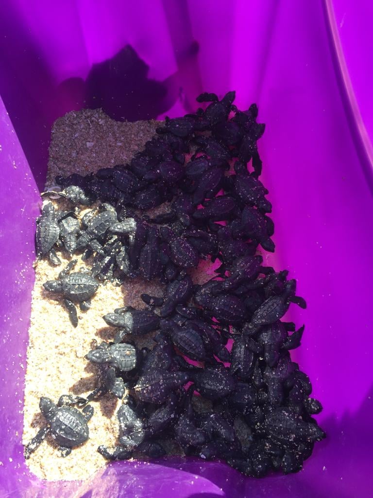 oct-2-2021-sea-turtles First release of baby sea turtles this year