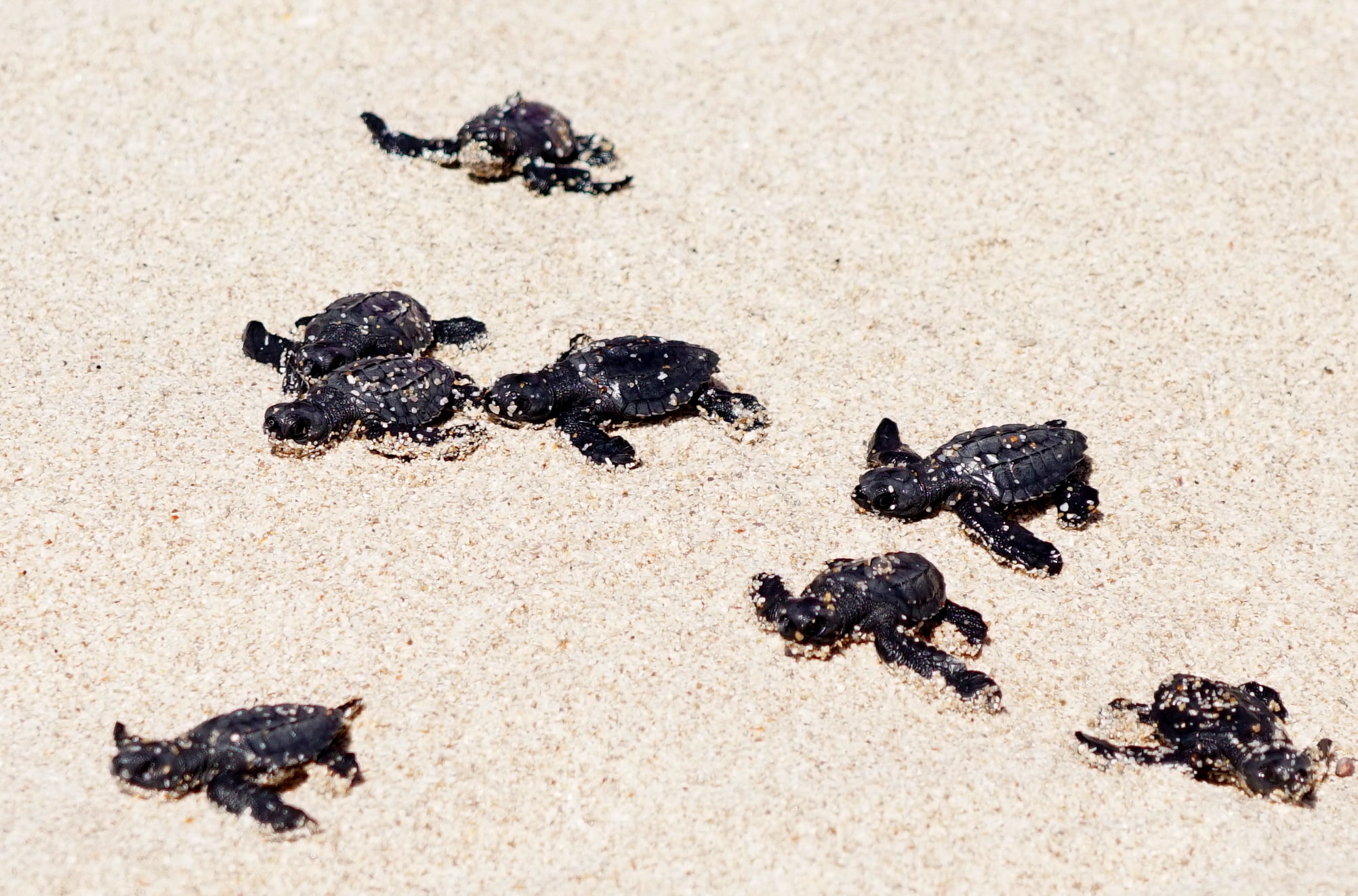 First release of baby sea turtles this year- Rocky Point 360