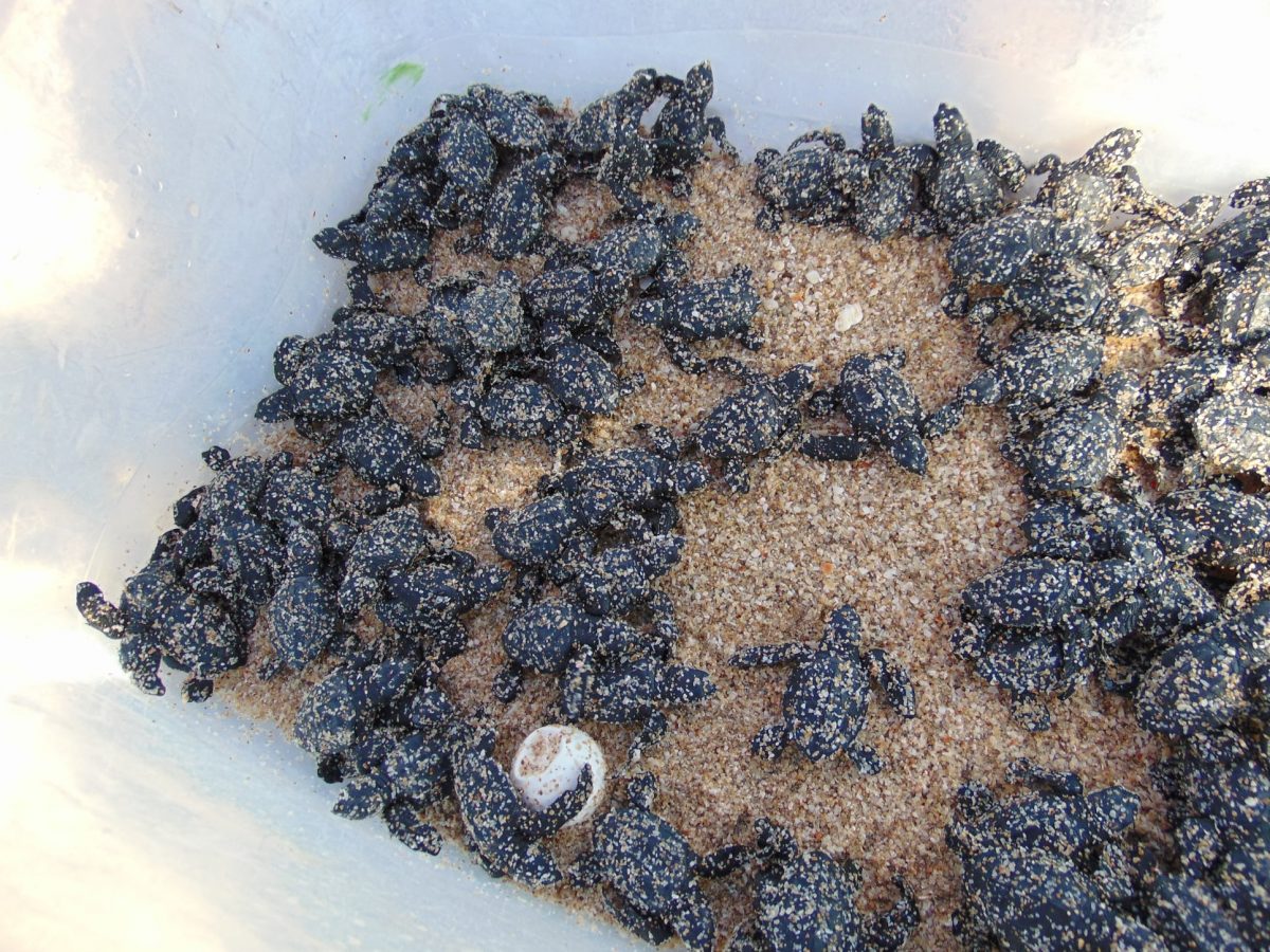 oct-23-zofemat-1200x900 Nearly 600 baby sea turtles released locally in 2021