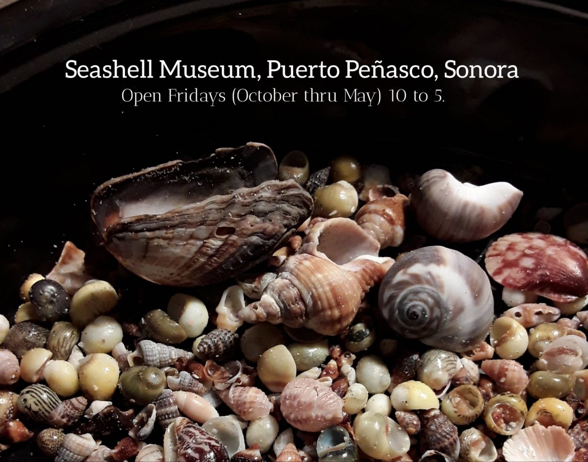 Seashell Museum
