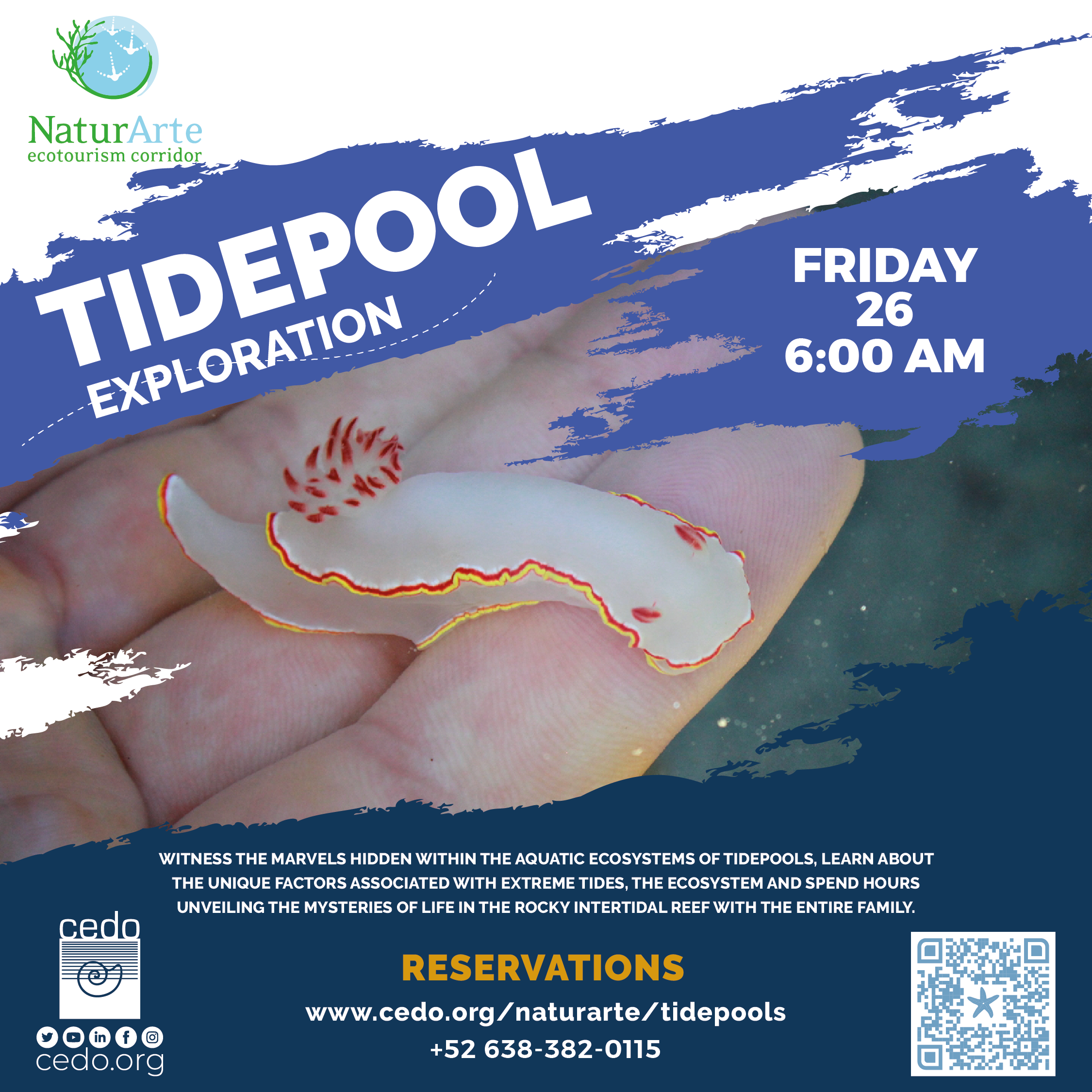 PROMOS-NATURARTE_POZAS-ENG Tidepool Exploration with NaturArte Ecotourism