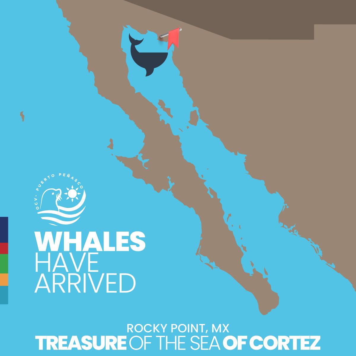 jan-whales-ocv Ocean Giants return off shores of Puerto Peñasco
