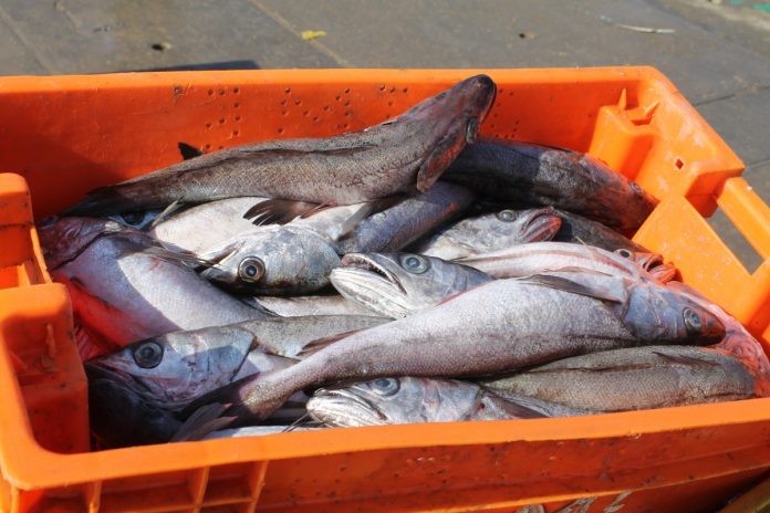 merluza Hake joins shrimp among Puerto Peñasco’s main fishing staples